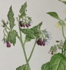 Comfrey