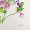 Hellebores