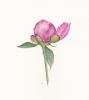 Peony Bud