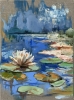 Water Lily pond in the Blue.