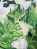 White Calla lilies in watercolour 