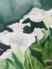 White Calla lilies in watercolour 