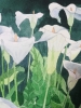 White Calla lilies in watercolour 