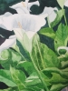 White Calla lilies in watercolour 