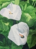 White Calla lilies in watercolour 