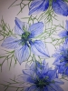 Blue Love-in-a-mist watercolour painting. 