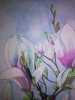 Magnolias in watercolour 