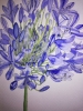 Single blue agapanthus flower watercolour 