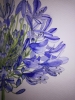 Single blue agapanthus flower watercolour 