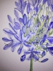 Single blue agapanthus flower watercolour 