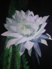 White cactus flower watercolour 