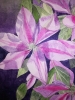 Purple clematis watercolour 