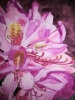 Single pink Rhododendron watercolour 