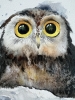 Owlet in a snowdrift