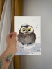 Owlet in a snowdrift #2