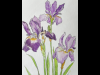 Purple Iris