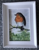 Robin Redbreast on Mistletoe 