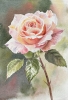 DELICATE PEACH ROSE 