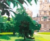 Summer at Wollaton