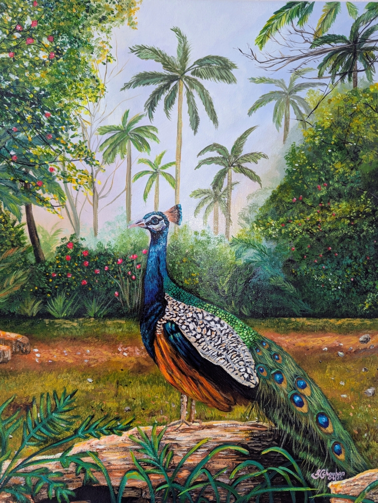 Graceful Peacock