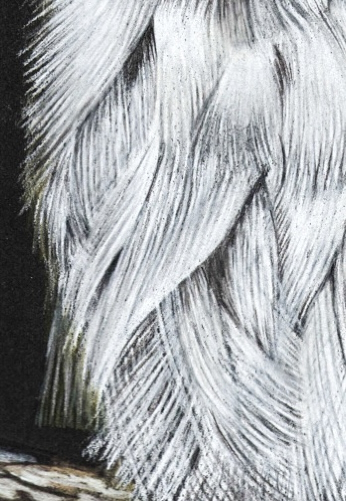 Black Shouldered Kite