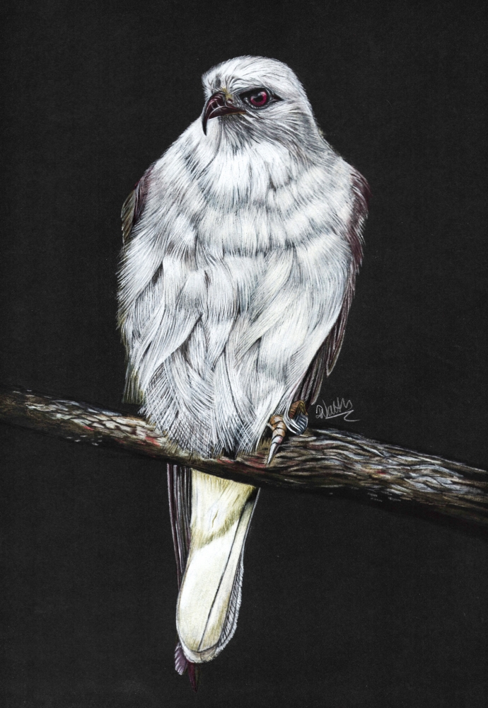 Black Shouldered Kite