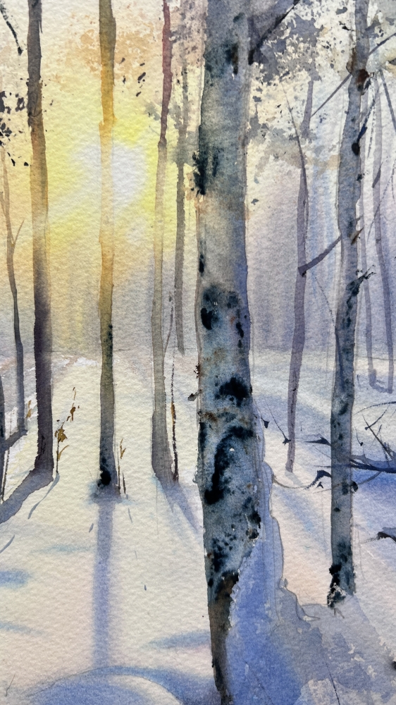 Birch grove in winter glow