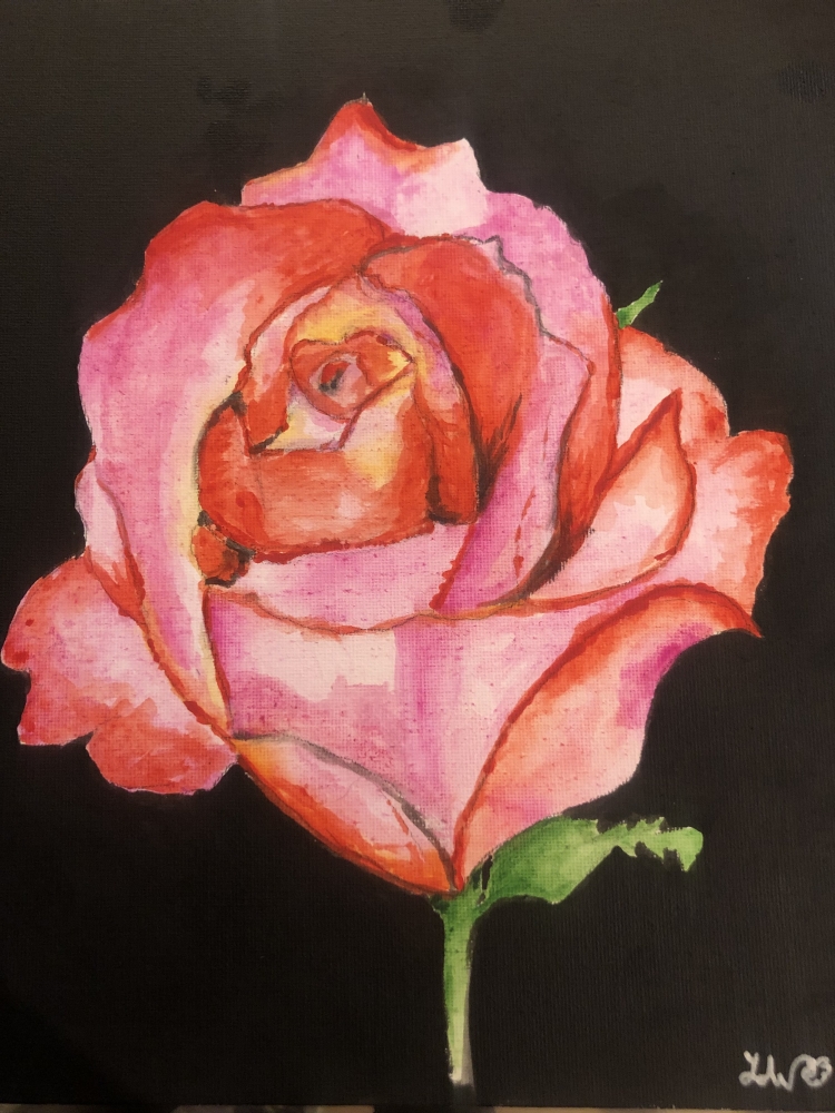 Pink Rose