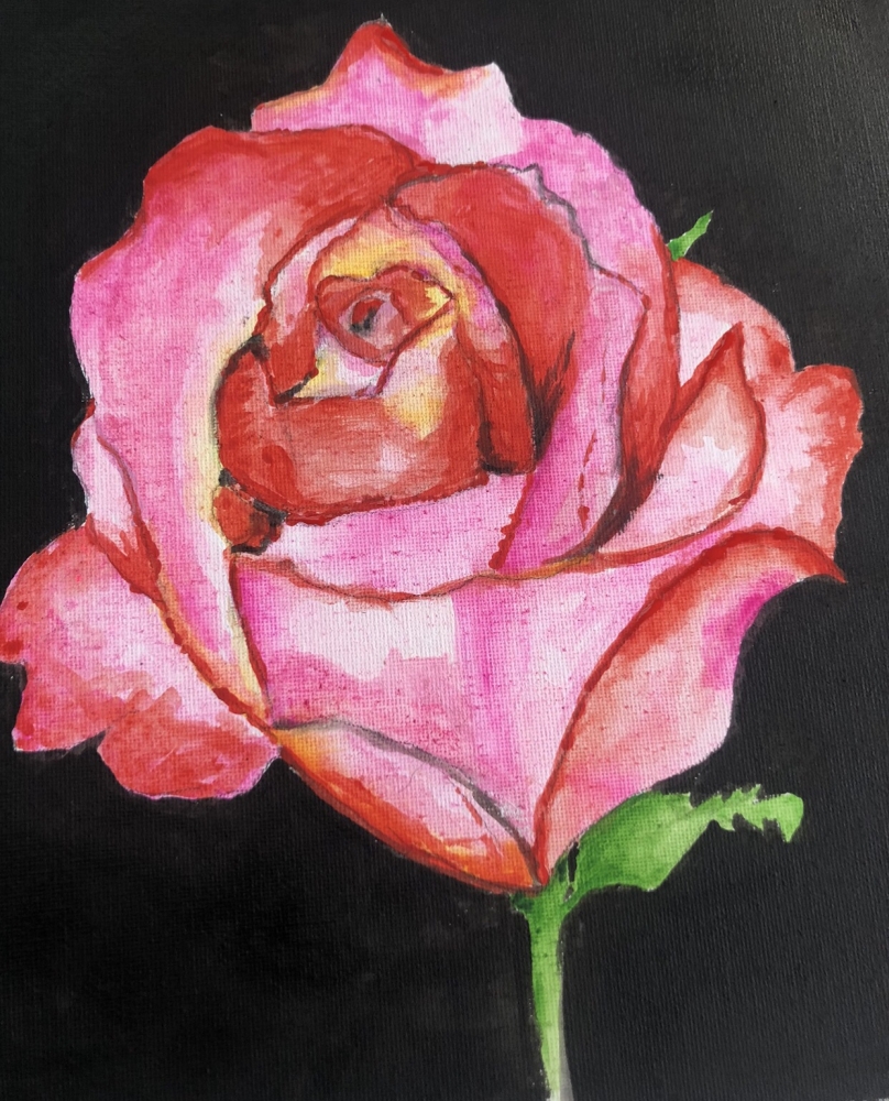 Pink Rose