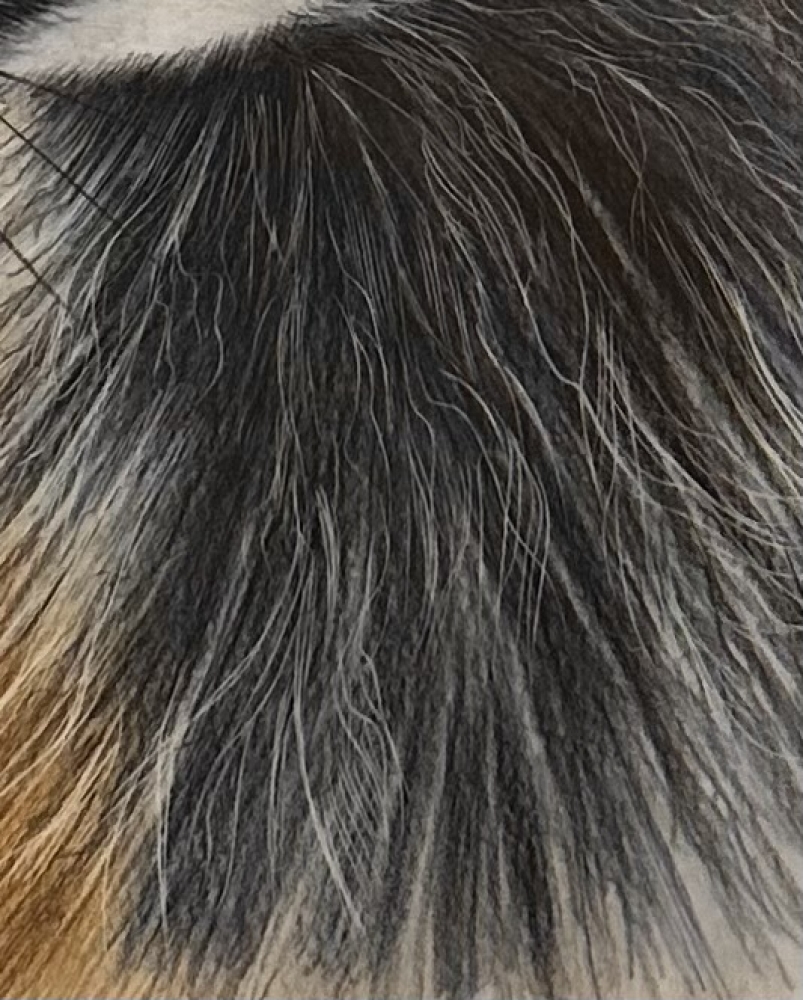 American Red Fox Portrait