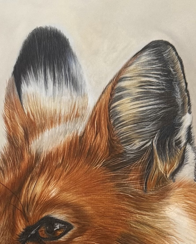 American Red Fox Portrait