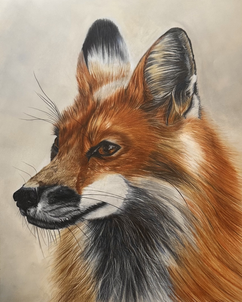 American Red Fox Portrait