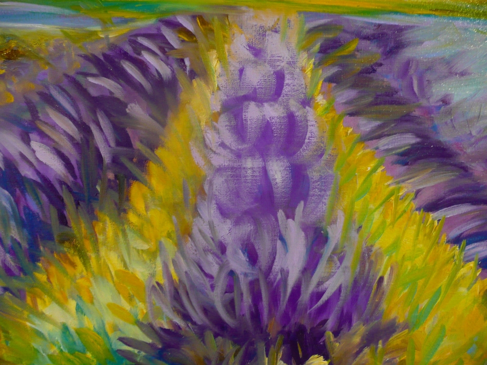 Lavender Fields 2025 