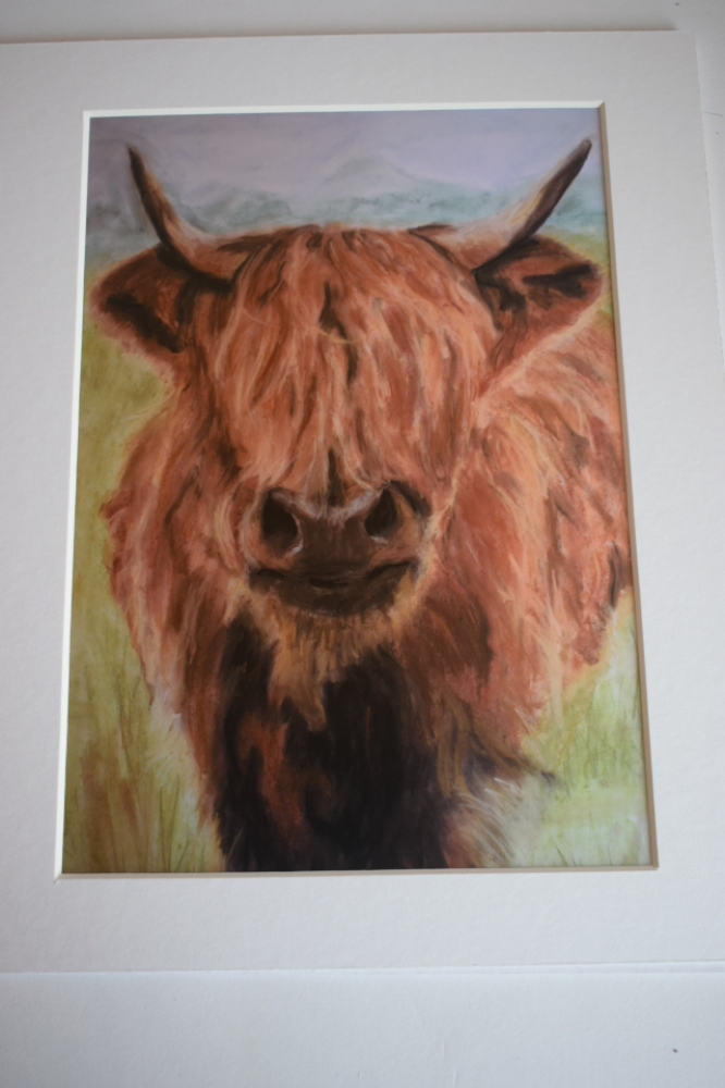 Highland Cow
