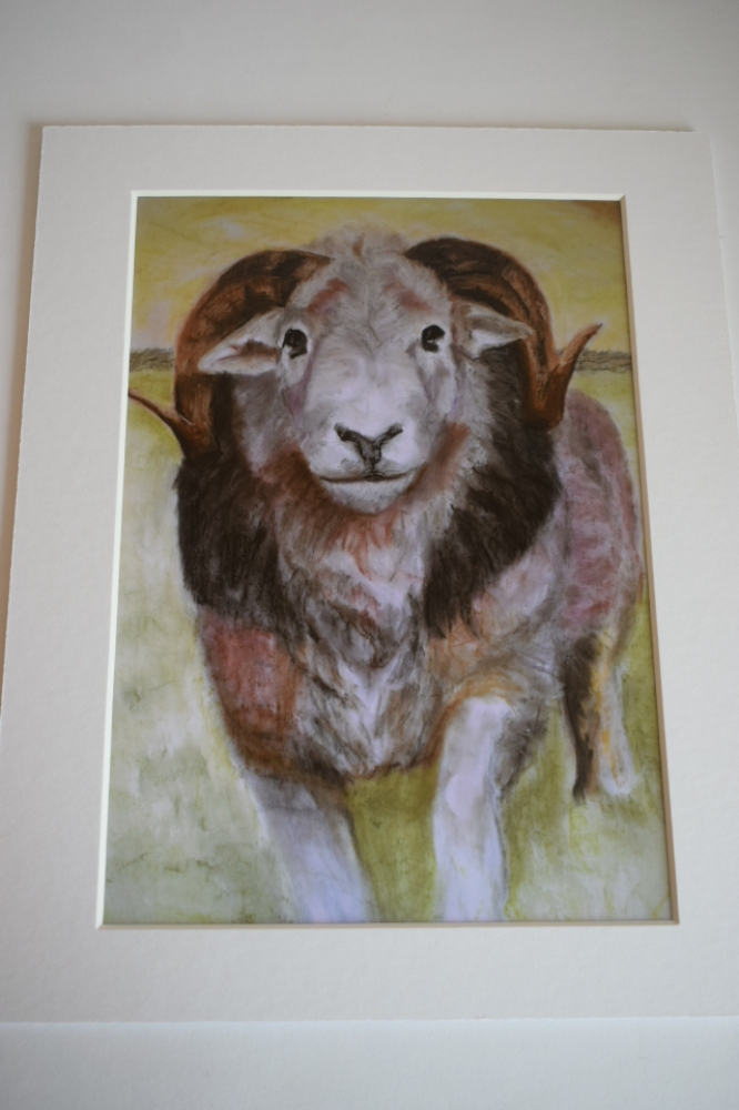 Herdwick Tup