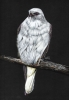 Black Shouldered Kite