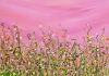 Blushing Confetti Meadows #7