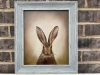 Portrait of Hare