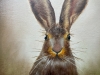 Portrait of Hare