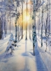 Birch grove in winter glow