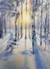 Birch grove in winter glow