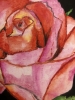 Pink Rose