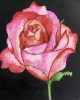 Pink Rose