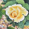 YELLOW ROSE 