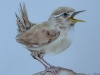 Baby Wren