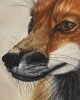 American Red Fox Portrait