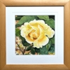 YELLOW ROSE 
