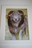 Herdwick Tup