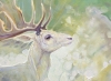 White Hart Rising