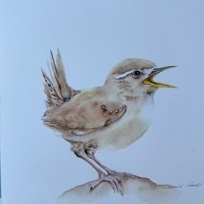 Baby Wren